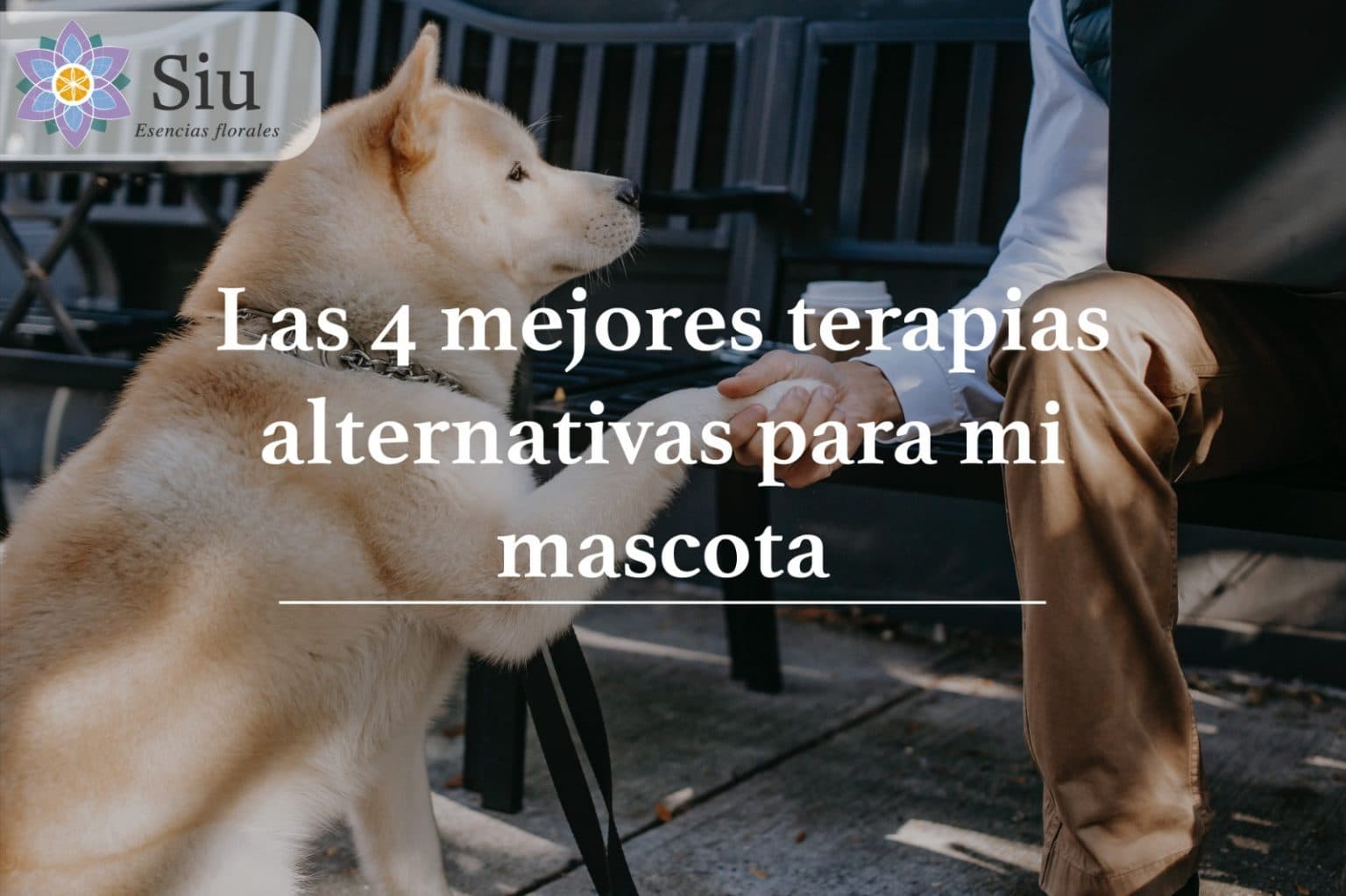 Las 4 mejores terapias alternativas para nuestras mascotas