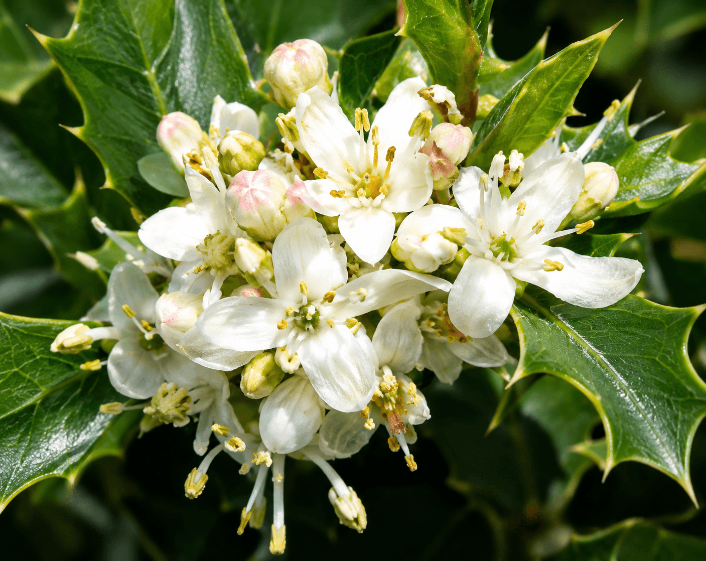 Holly