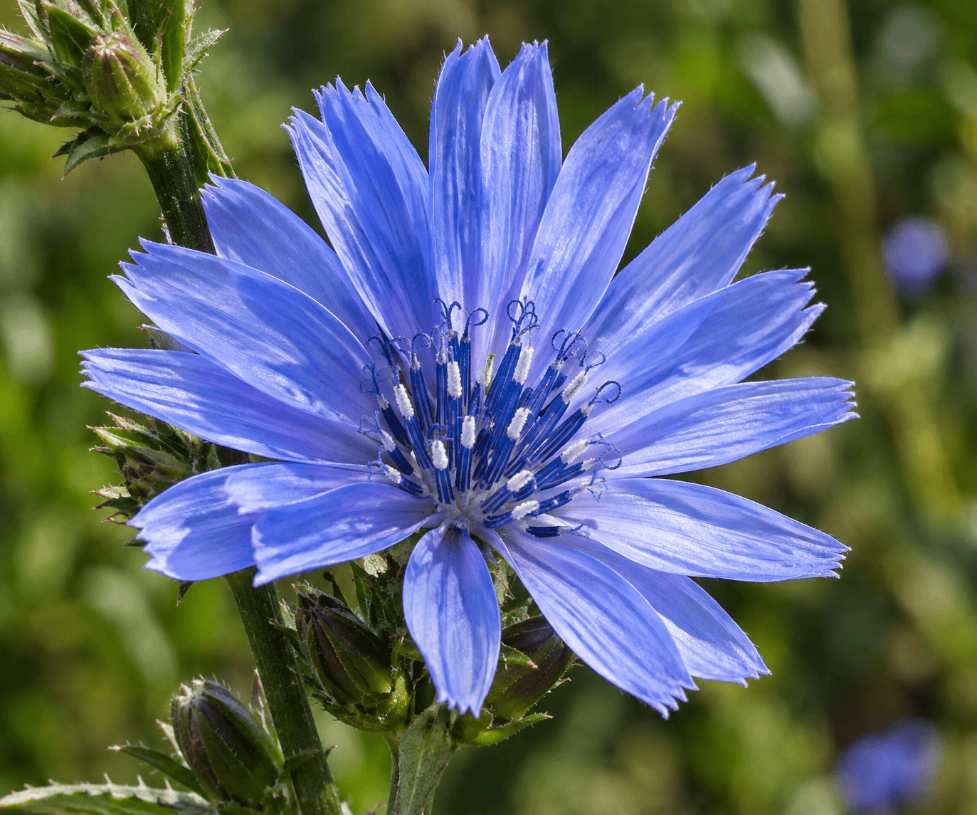 Chicory