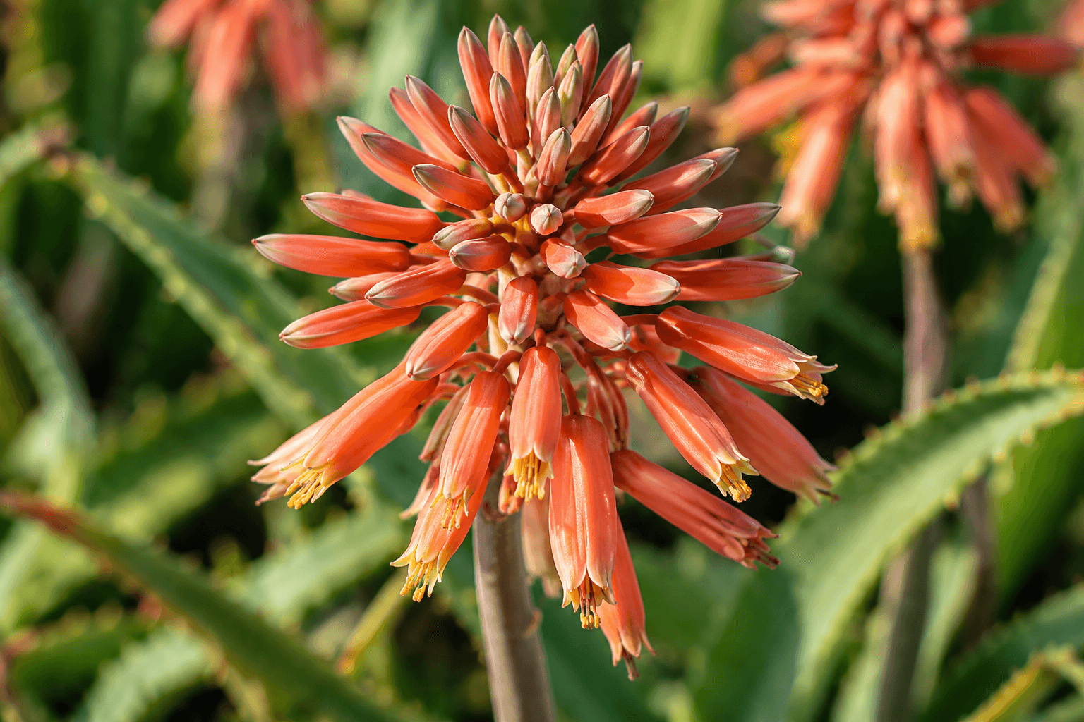 Aloe