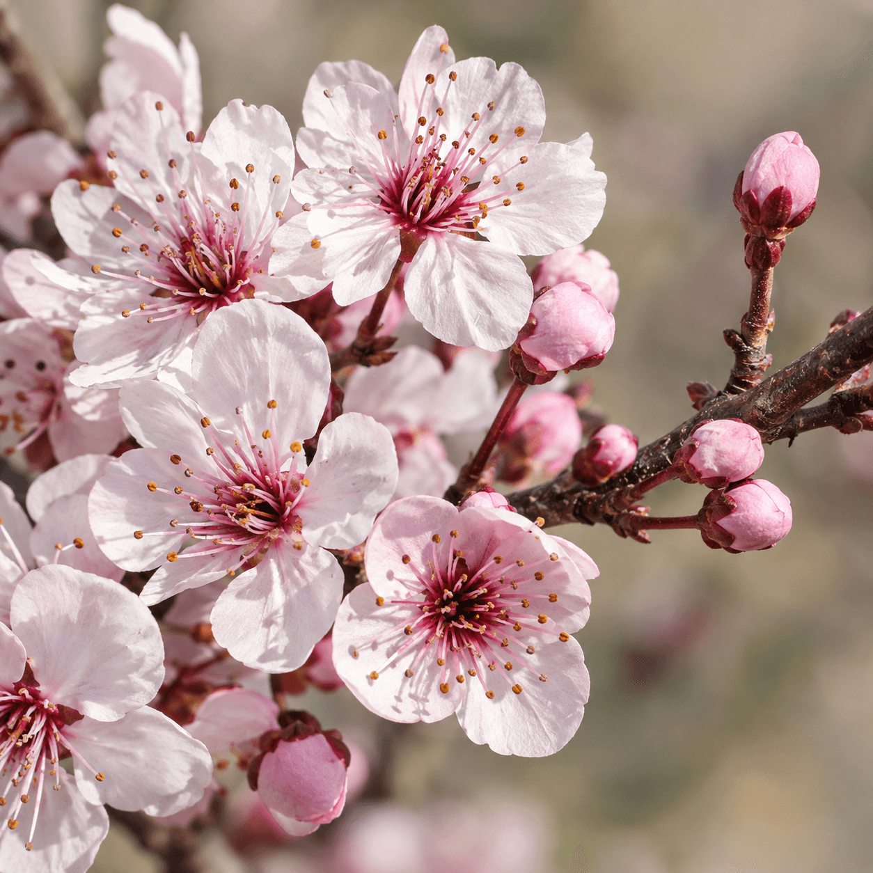 Cherry Plum