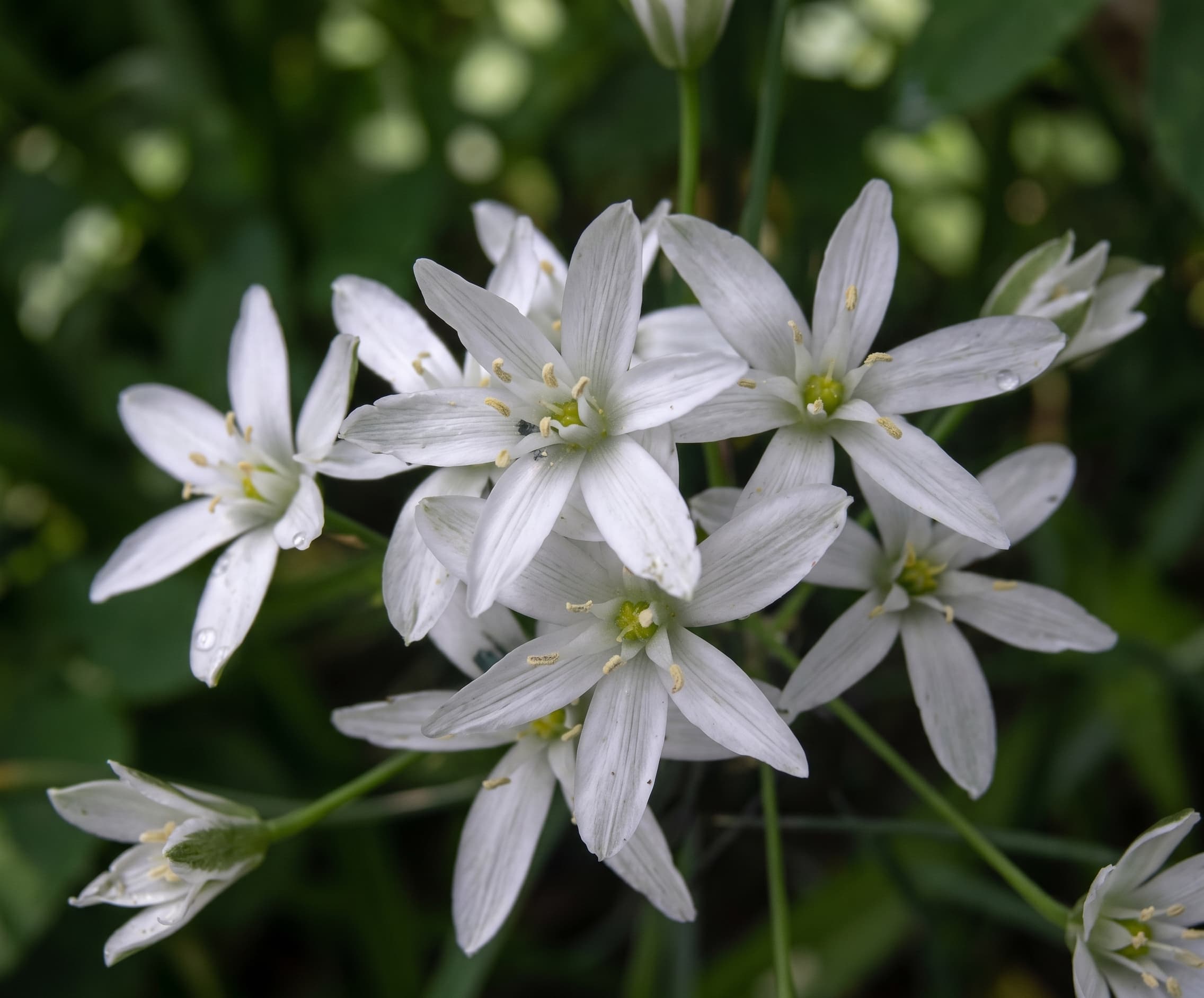 Star of Bethlehem