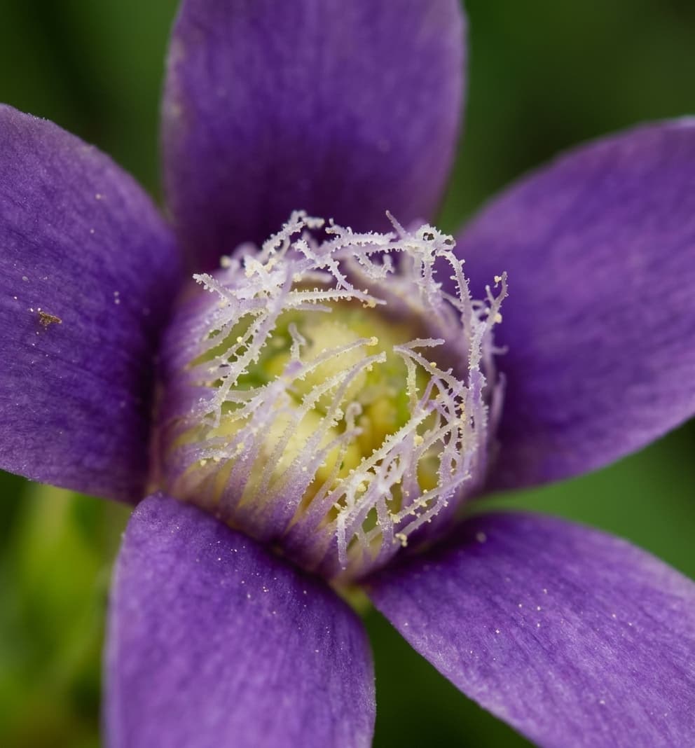 Genciana