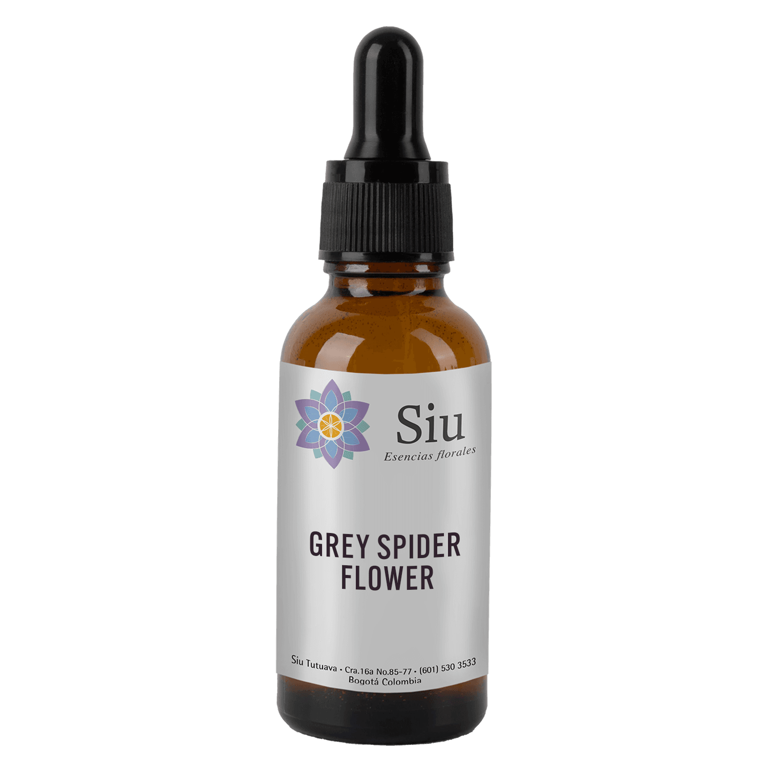 Grey Spider Flower (Grevillea buxifolia)