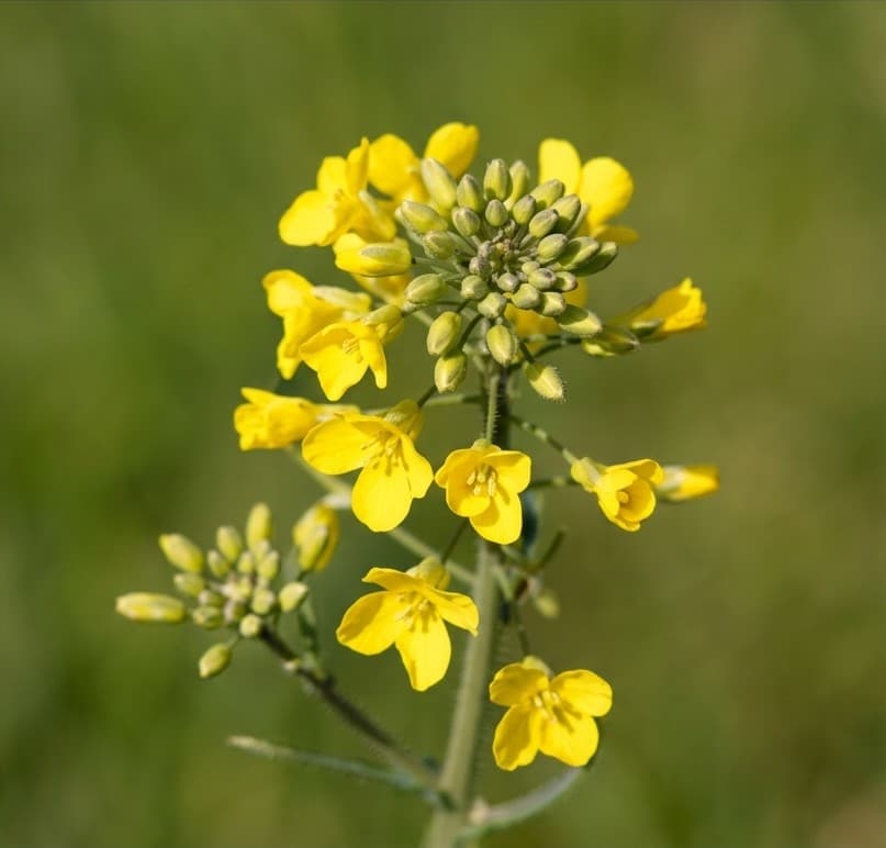 Mustard