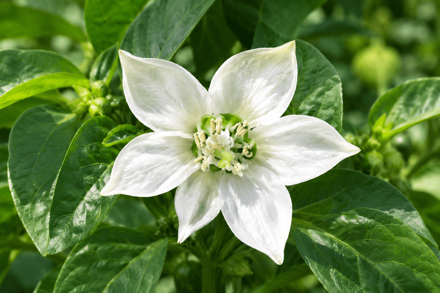 Pimiento