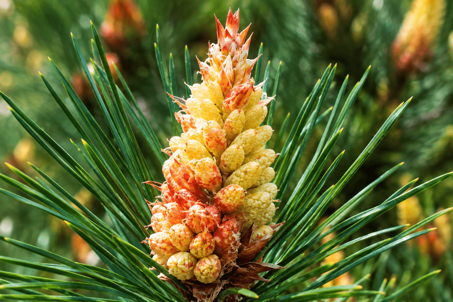 Pine