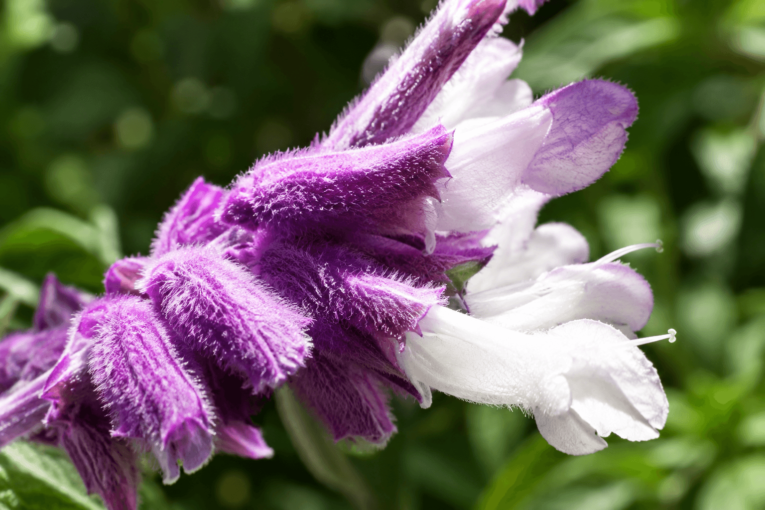 Salvia