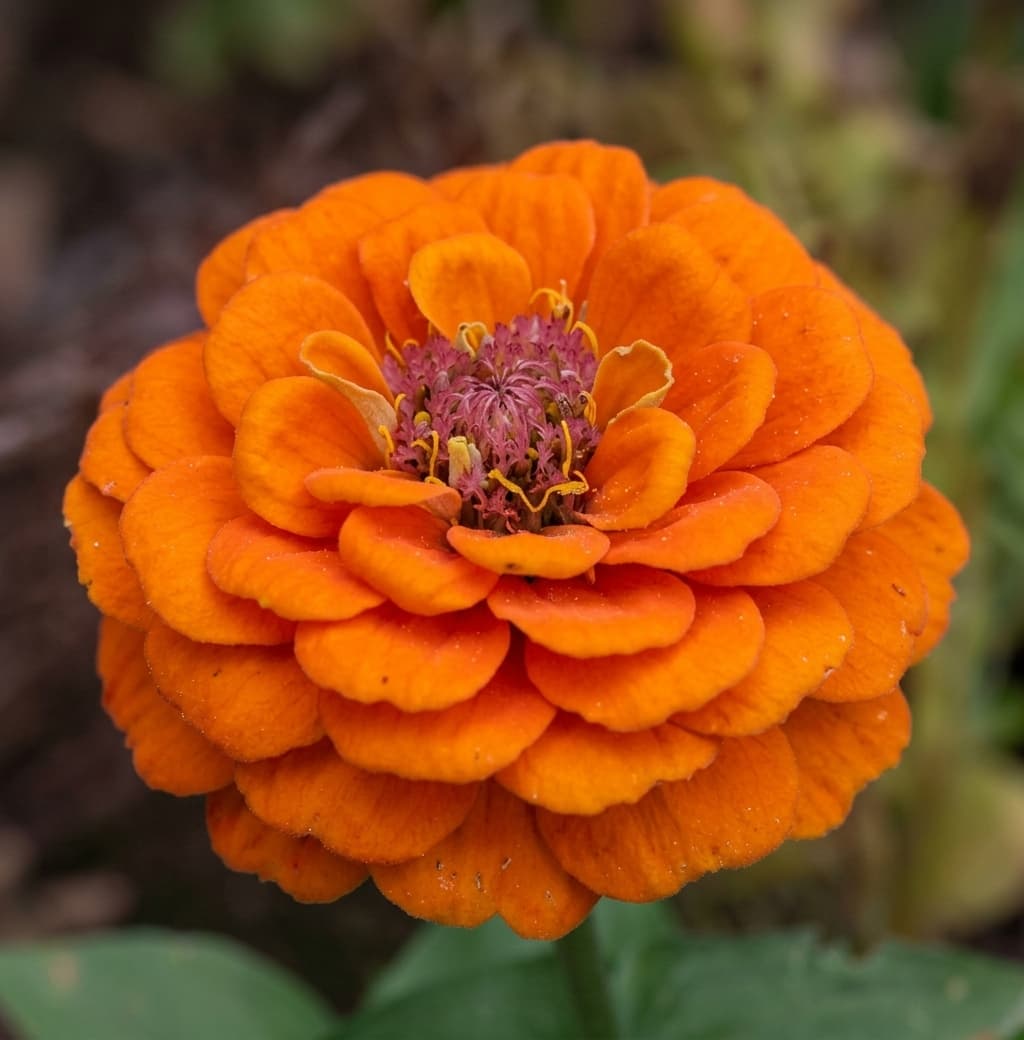 Zinnia
