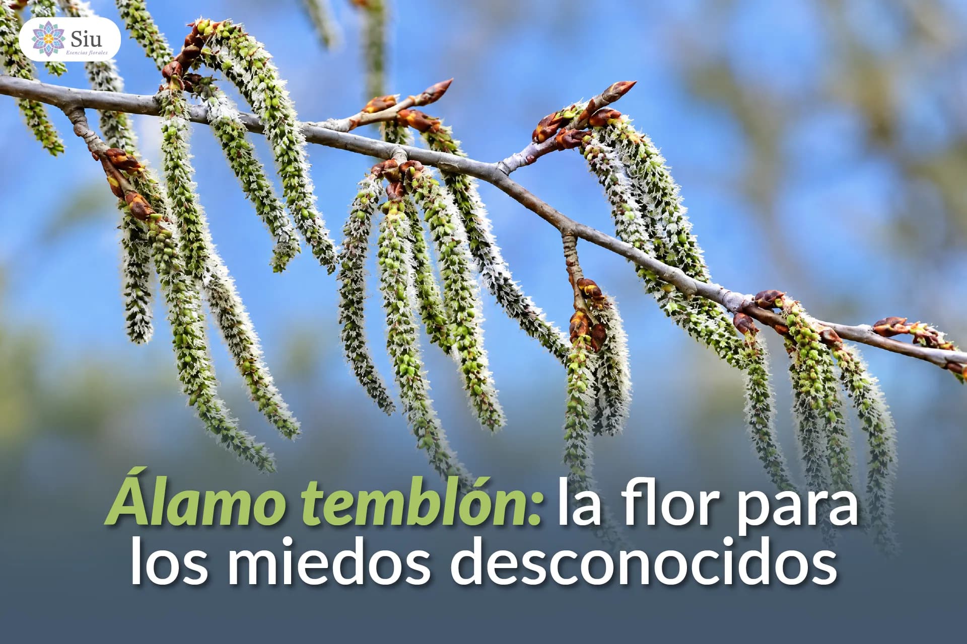 Álamo temblón: la flor para los miedos desconocidos