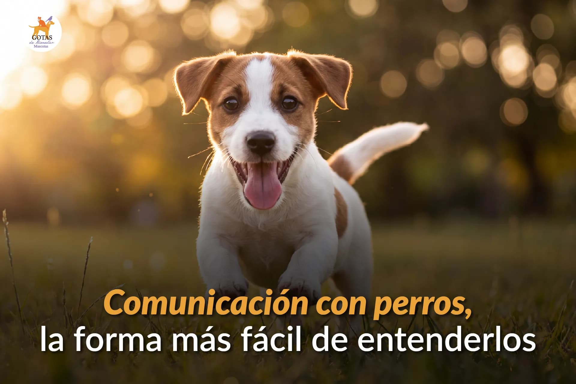 Comunicación con perros, la forma más fácil de entenderlos