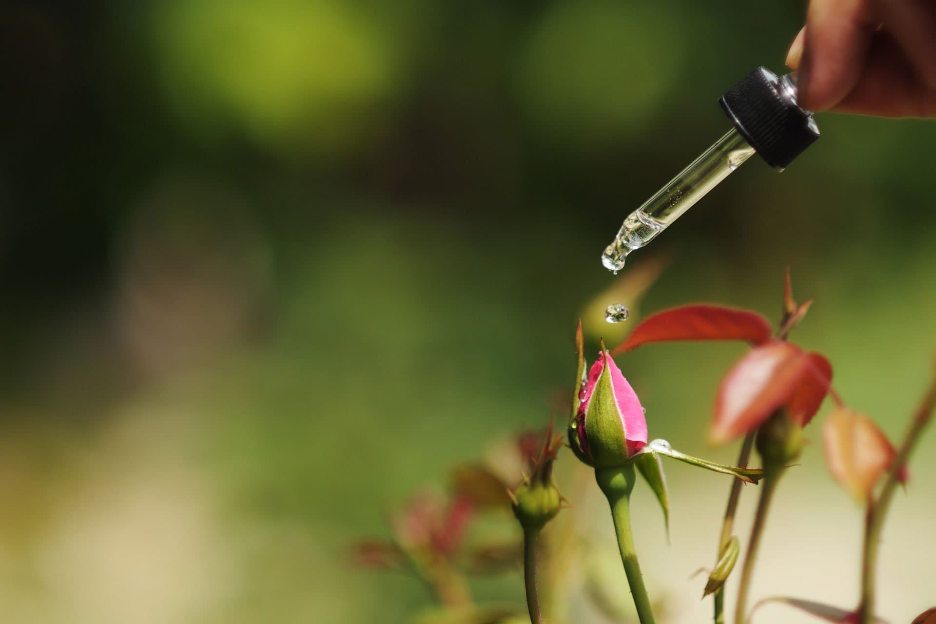 Descubre el poder de las esencias florales
