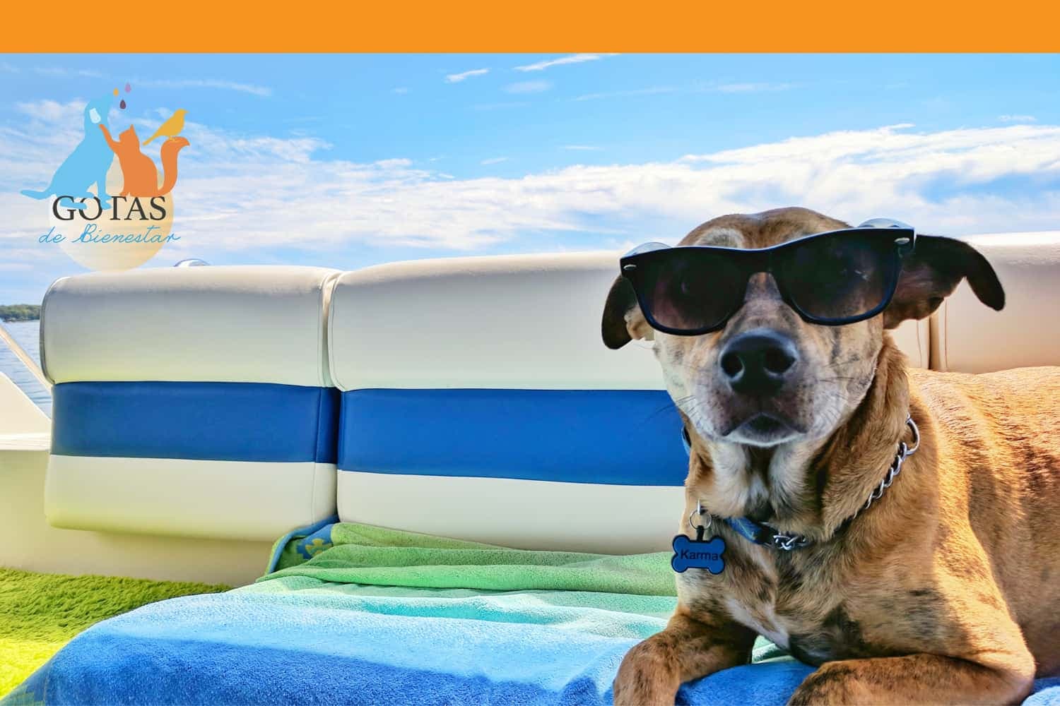 Cosas que debes saber para viajar con tu mascota