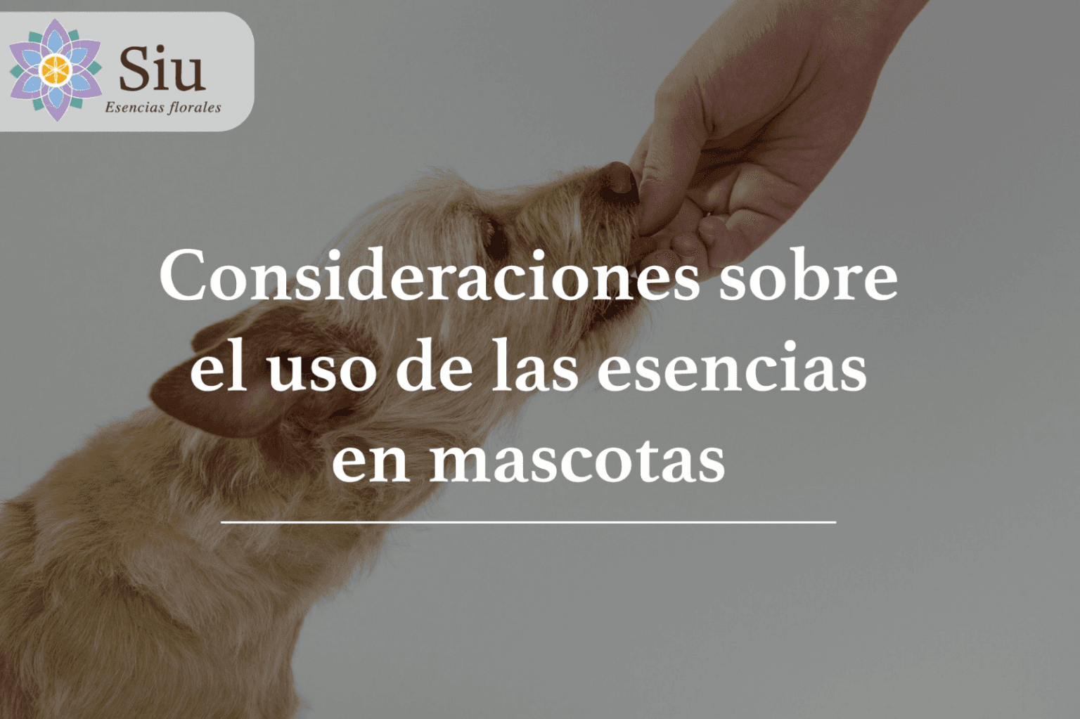 Consideraciones sobre el uso de las esencias en mascotas