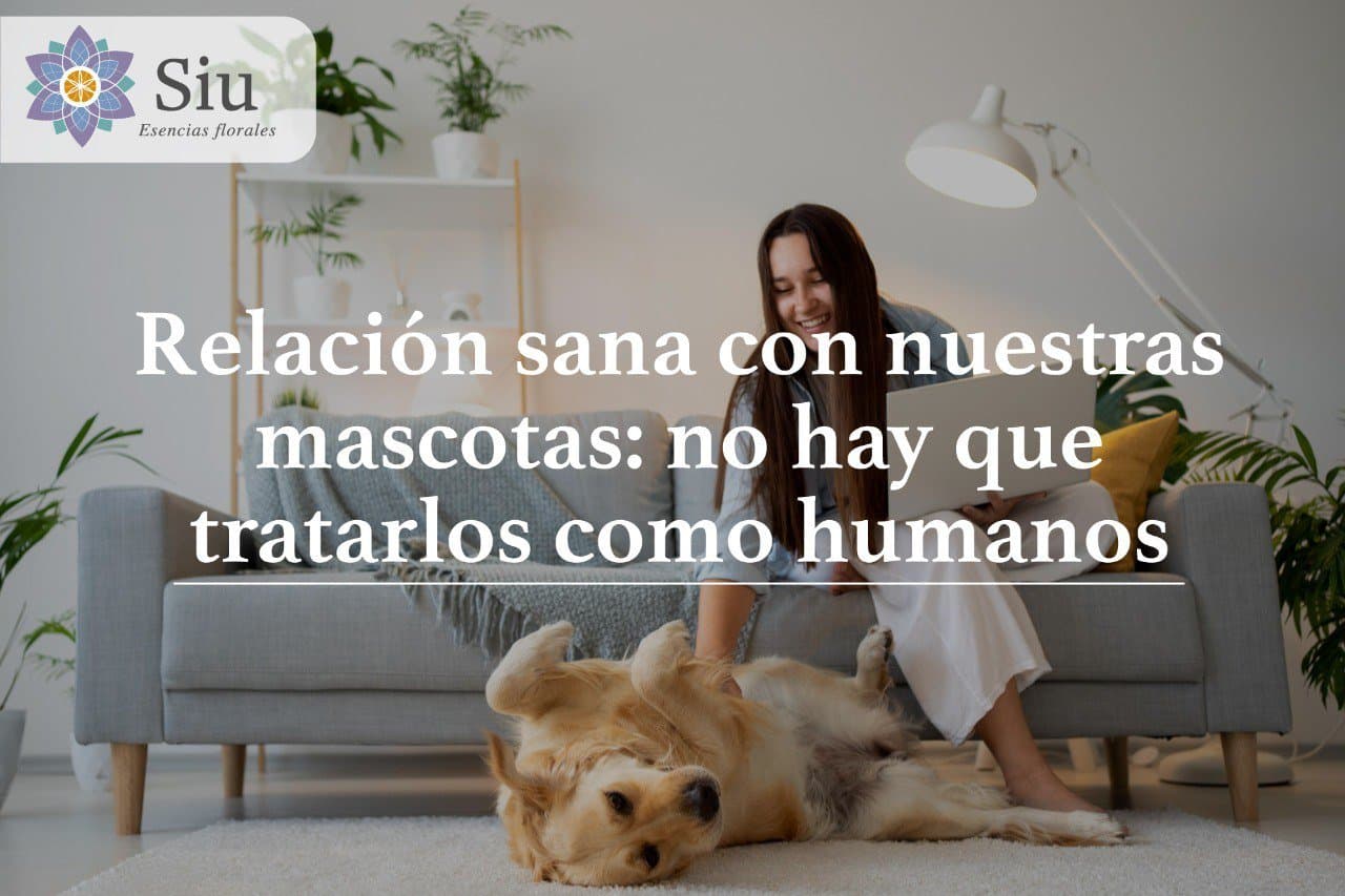Relación sana con nuestras mascotas: no hay que tratarlos como humanos.