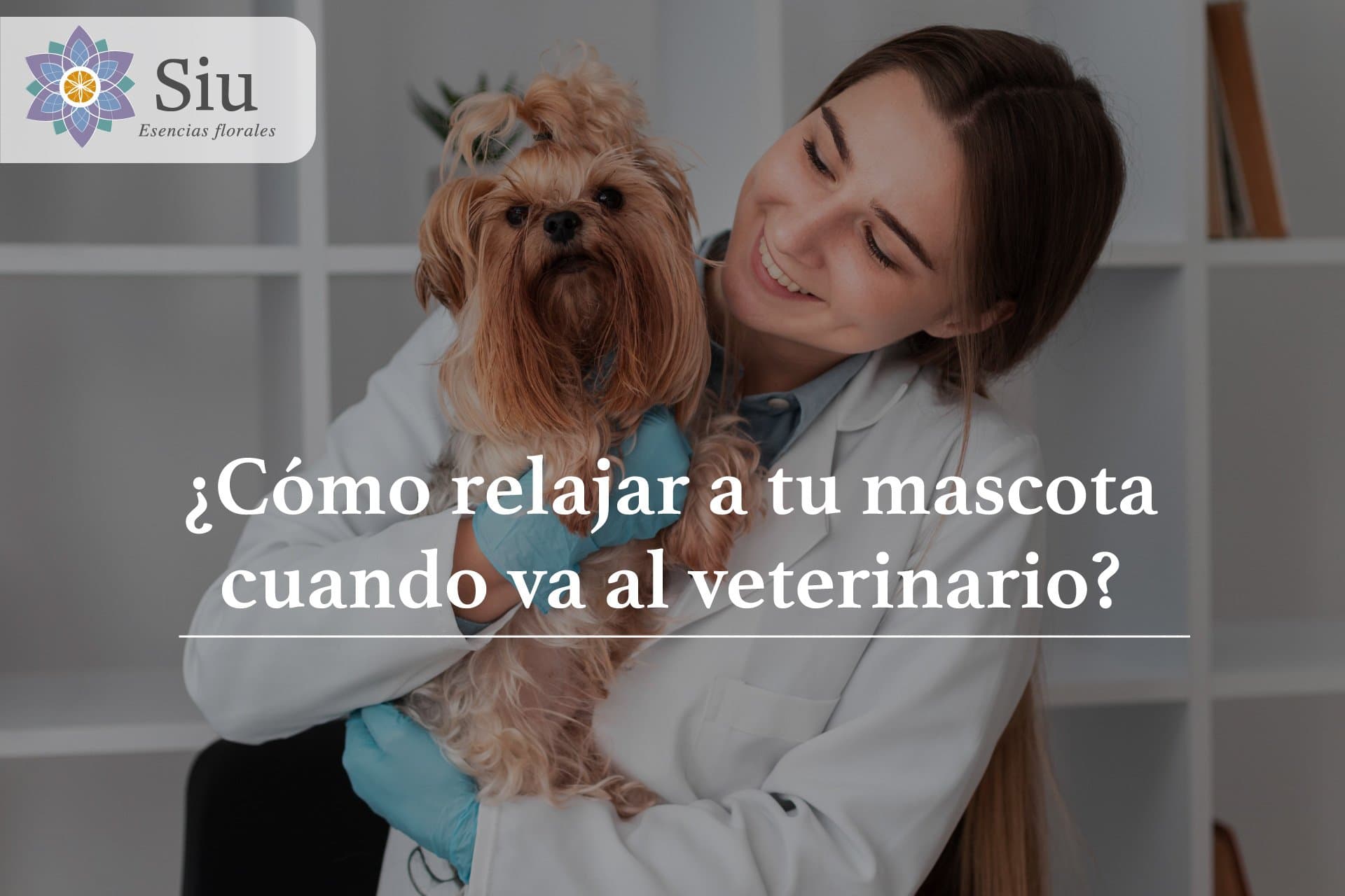 ¿Cómo relajar a tu mascota cuando va al veterinario?