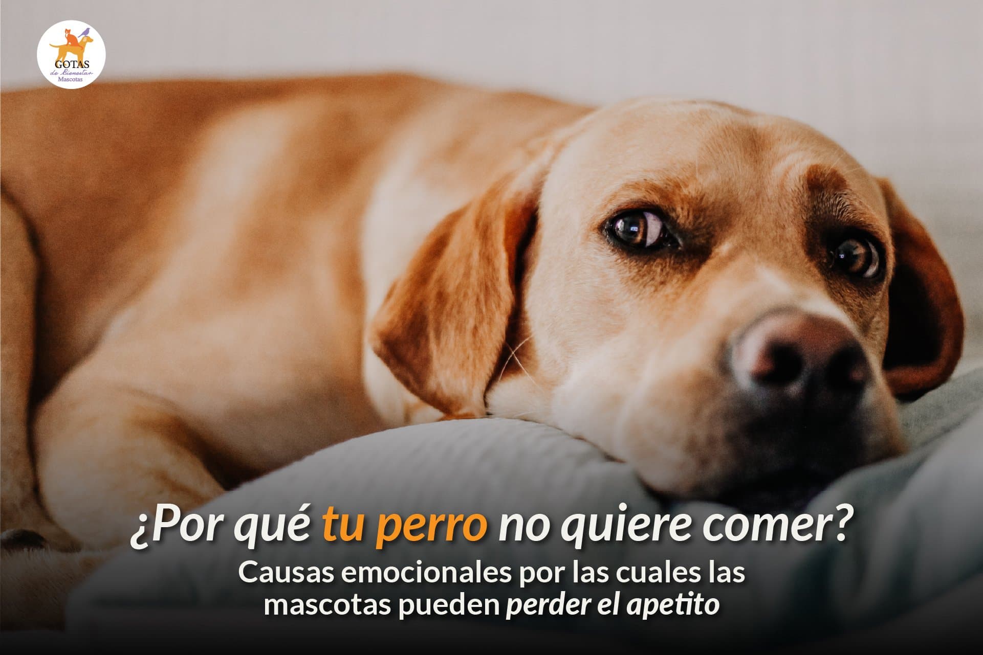 ¿Por qué tu perro no quiere comer? – Causas emocionales por las cuales las mascotas pueden perder el apetito.