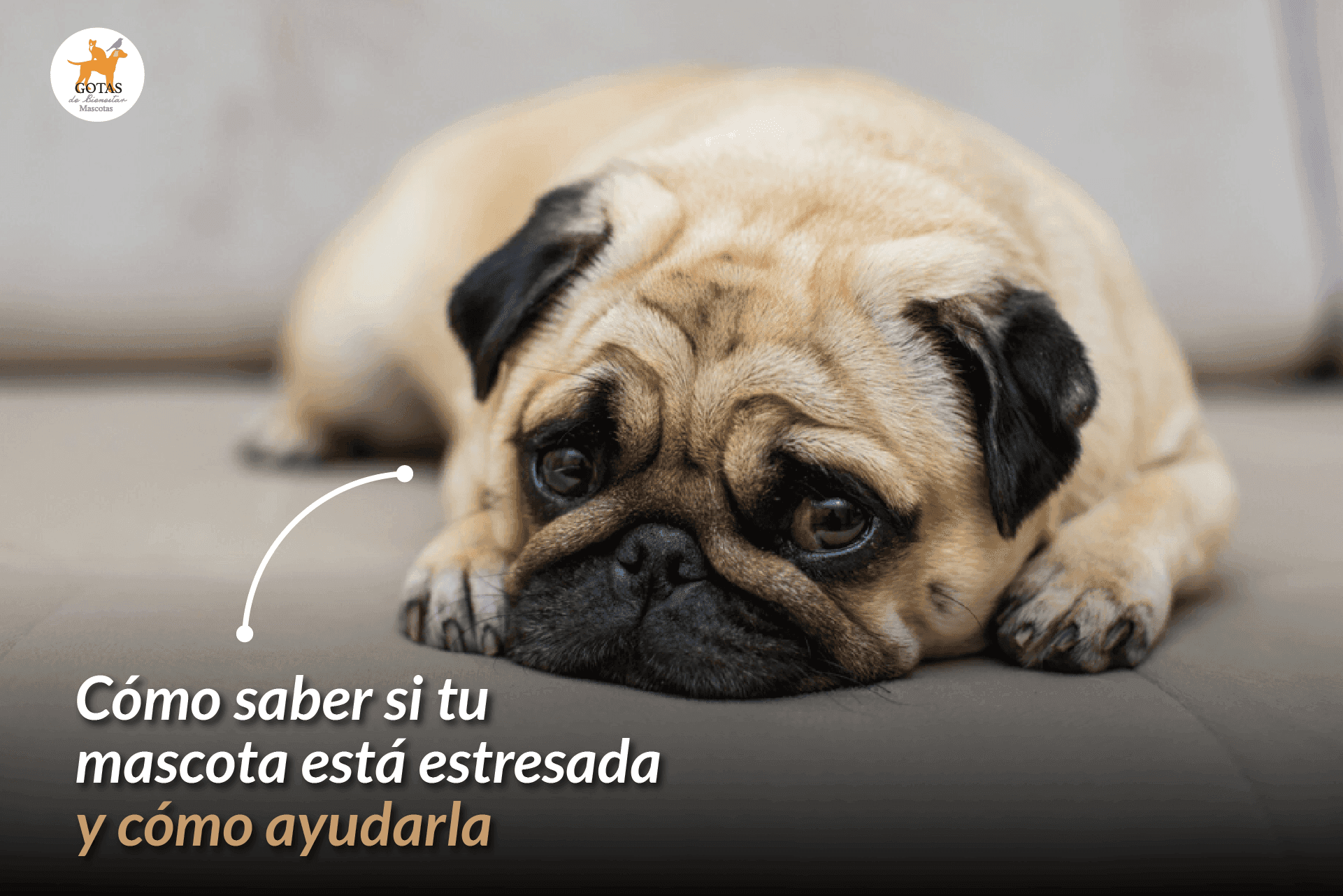 Cómo saber si tu mascota está estresada y cómo ayudarla