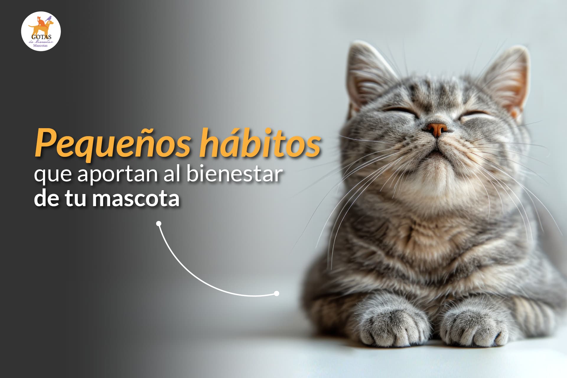 Pequeños hábitos que aportan al bienestar de tu mascota