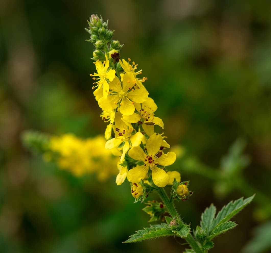Agrimony