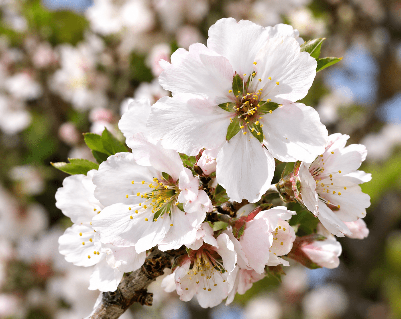 Almond