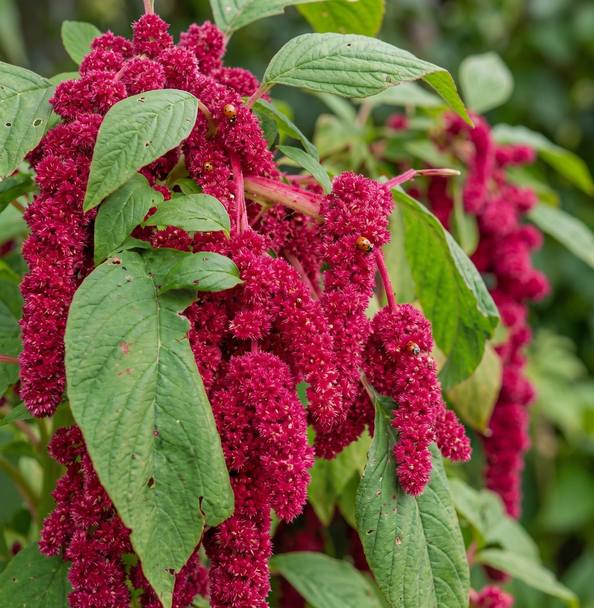 Amaranthus