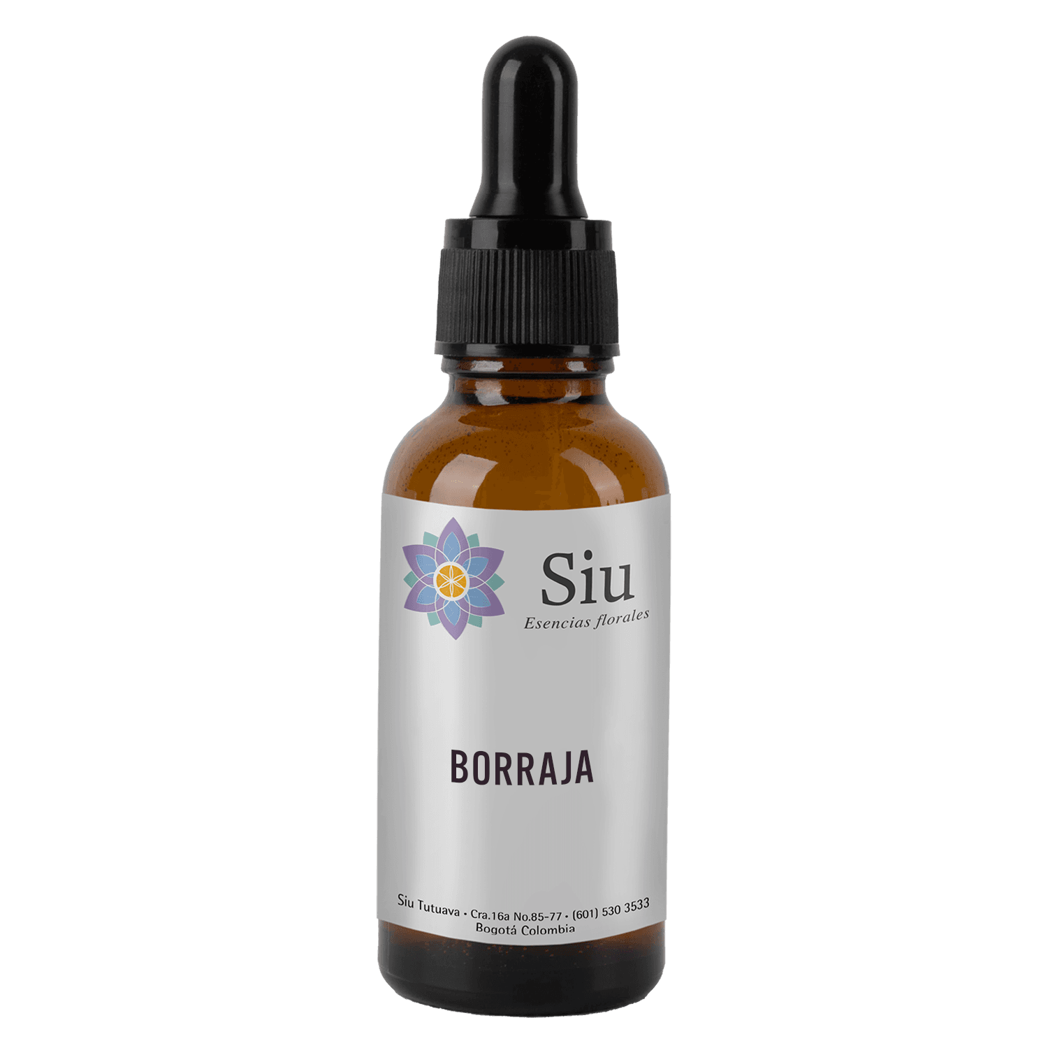 Borraja (Borago officinalis)