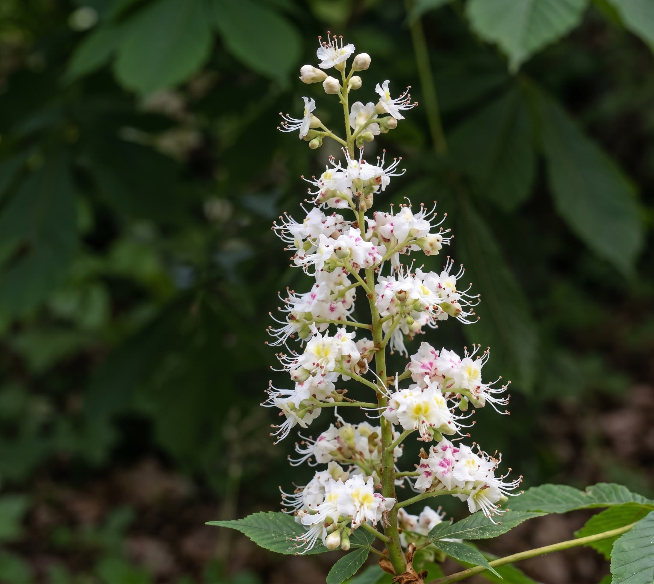 Castaño Blanco