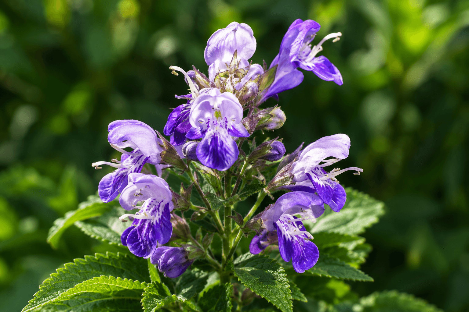 Comfrey