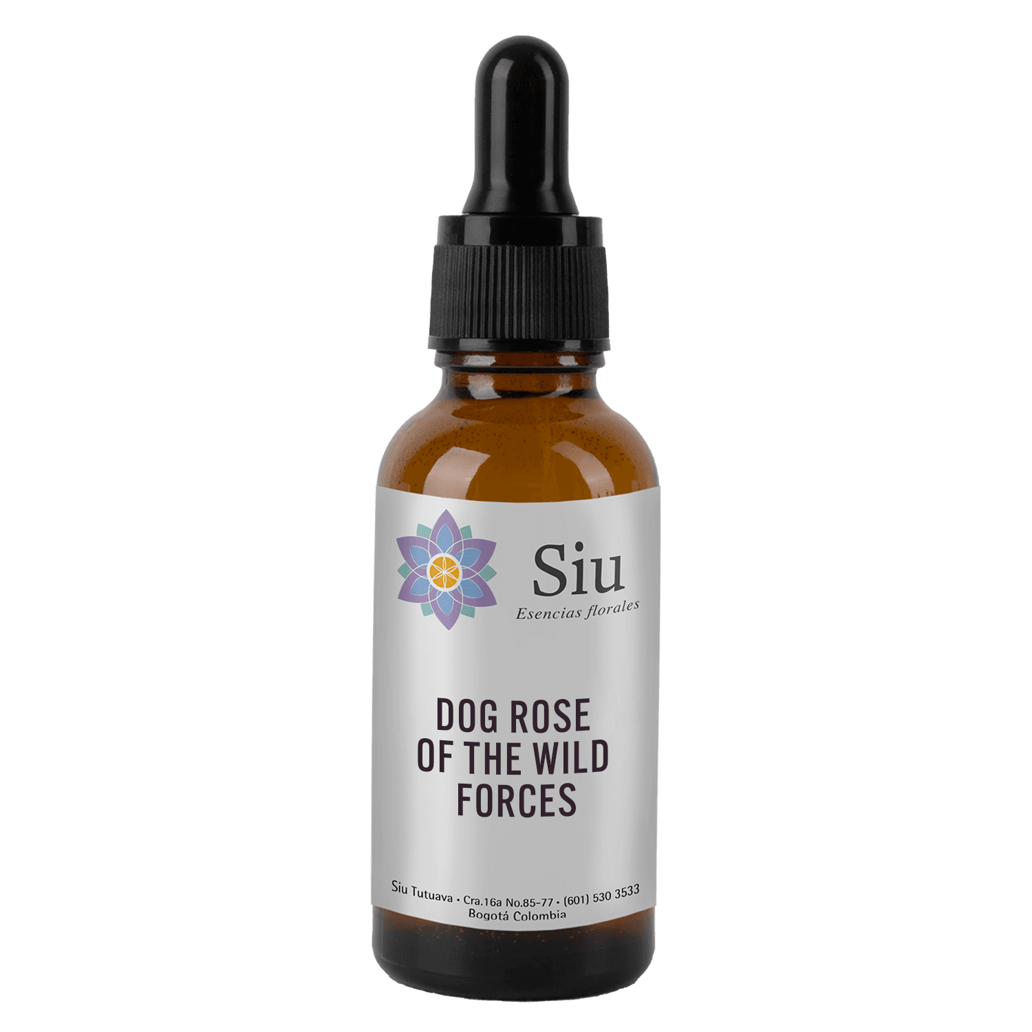 Dog Rose Of The Wild Forces (Bauera sessiliflora)