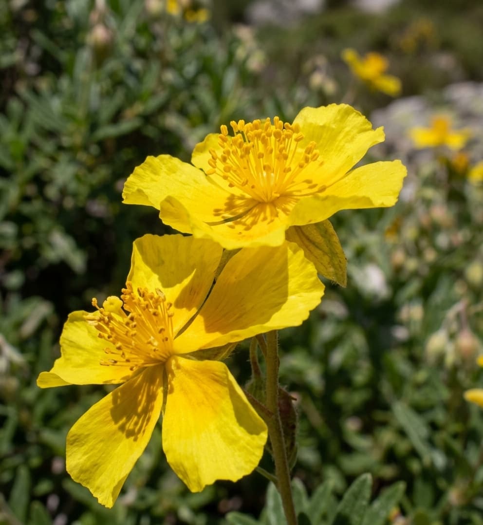 Heliantemo
