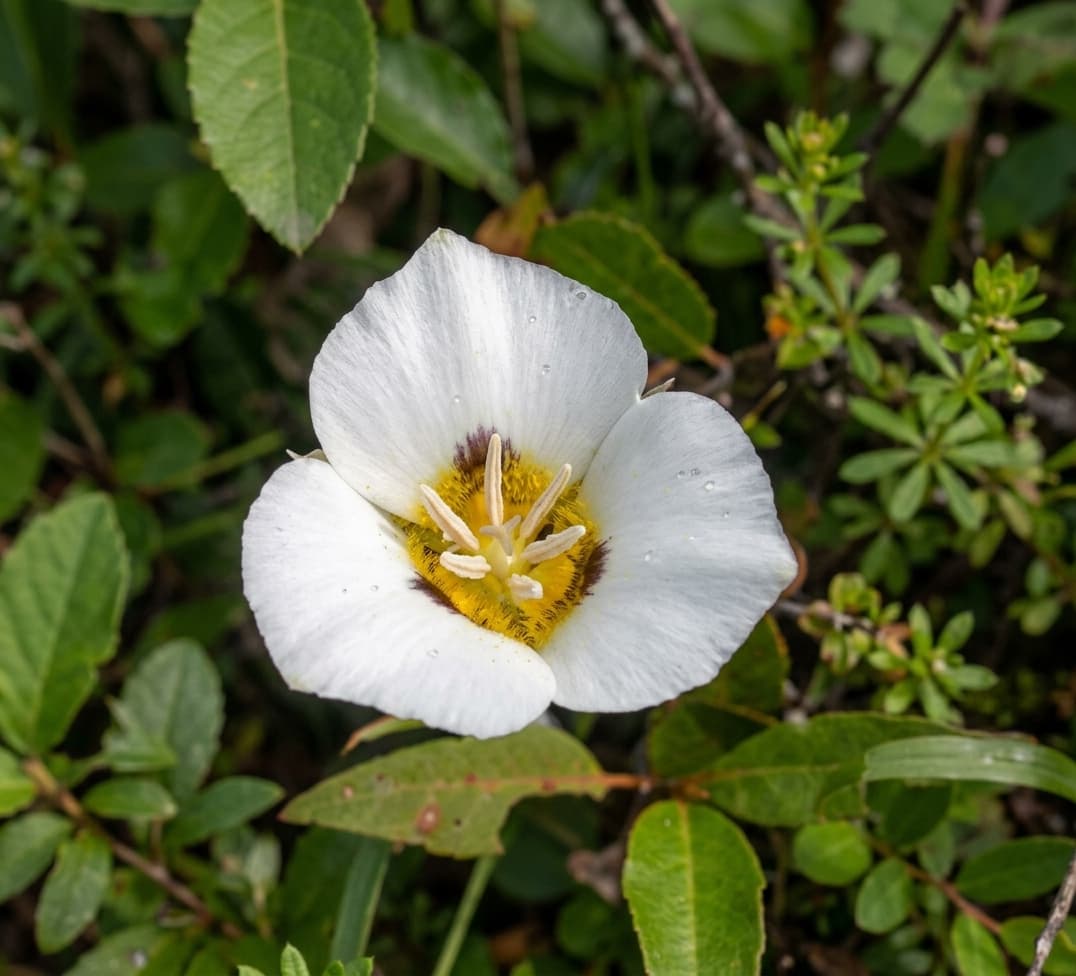 Lirio Mariposa